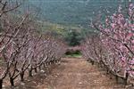 Fruits Snstbhh the Land of Israel