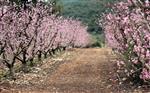 Fruits Snstbhh the Land of Israel