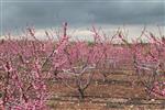 Fruits Snstbhh the Land of Israel