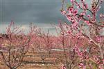 Fruits Snstbhh the Land of Israel