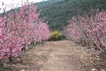 Fruits Snstbhh the Land of Israel