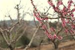 Fruits Snstbhh the Land of Israel