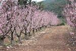 Fruits Snstbhh the Land of Israel