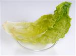 lettuce/maror for seder night set out on a white background