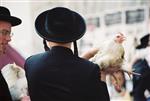 קיום מנהג כפרות עם תרנגול בערב יום כיפור בירושלים