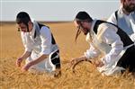 wheat field