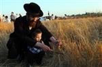 wheat field