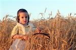 wheat field