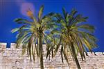 two palm trees next to the wall of jerusalem