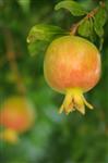 a pomegranate growing on a tree