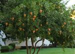 pomegranates growing on a tree