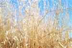 Wheat field