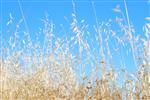 Wheat field