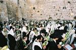 Gigantic Lulav and Etrog