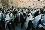 Gigantic Lulav and Etrog