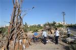 Children collecting firewood Lag BaOmer