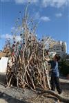 Children collecting firewood Lag BaOmer