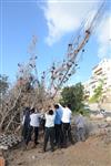 Children collecting firewood Lag BaOmer