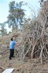 Children collecting firewood Lag BaOmer