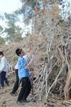 Children collecting firewood Lag BaOmer