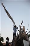 Children collecting firewood Lag BaOmer