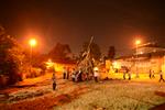 Children collecting firewood Lag BaOmer