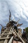 Children collecting firewood Lag BaOmer