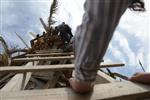 Children collecting firewood Lag BaOmer