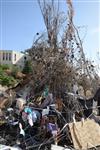 Children collecting firewood Lag BaOmer