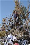 Children collecting firewood Lag BaOmer