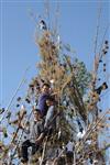 Children collecting firewood Lag BaOmer