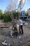 ילדים אוספים עצים למדורת ל&quot;ג בעומר