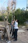 Children collecting firewood Lag BaOmer