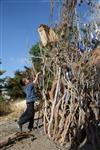 Children collecting firewood Lag BaOmer