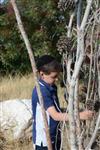 Children collecting firewood Lag BaOmer