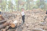 Children collecting firewood Lag BaOmer