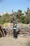 Children collecting firewood Lag BaOmer