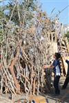 ילדים אוספים עצים למדורת ל&quot;ג בעומר