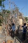 Children collecting firewood Lag BaOmer