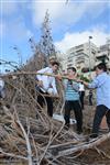 Children collecting firewood Lag BaOmer