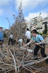 Children collecting firewood Lag BaOmer