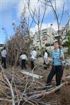 Children collecting firewood Lag BaOmer