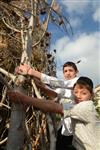 Children collecting firewood Lag BaOmer