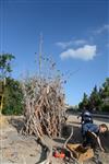 Children collecting firewood Lag BaOmer