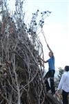 ילדים אוספים עצים למדורת ל&quot;ג בעומר