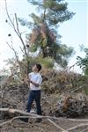 Children collecting firewood Lag BaOmer