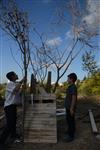 Children collecting firewood Lag BaOmer