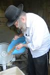 Harvested wheat shmurah matzah for Passover