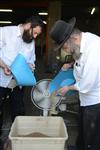 Harvested wheat shmurah matzah for Passover