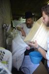 Harvested wheat shmurah matzah for Passover